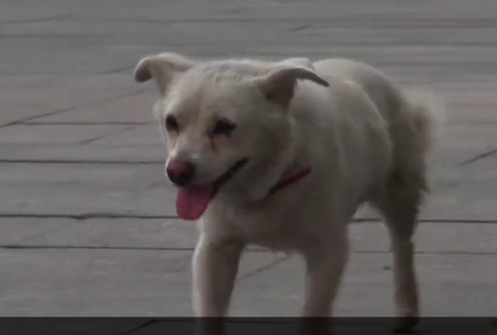 谁家的狗丢啦洛阳一忠犬原地苦等主人7日不走