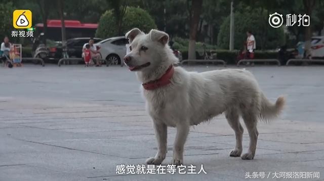 洛阳版忠犬八公最新进展：街头苦等主人一周的小狗已被救助！