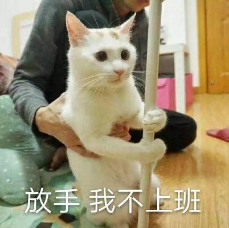 路上偶遇一只自力更生的猫，竟然自己在赚猫粮钱了