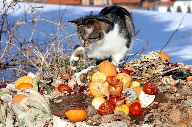 一般流浪猫是如何获取食物的