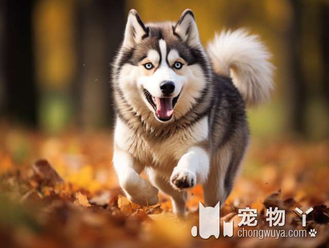 罗威纳犬是否具攻击性？