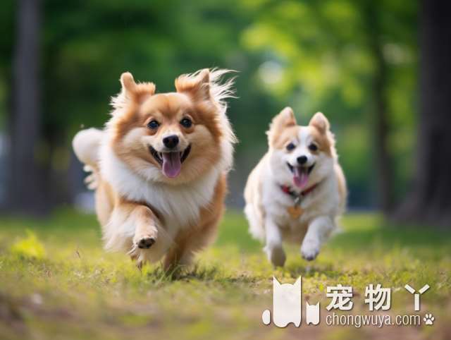 拉布拉多是大型犬还是中型犬？有多大？好不好养？