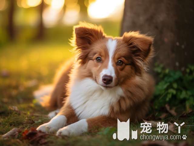 松狮犬是否具有藏獒血统？